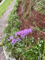 Liatris spicata