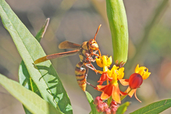 Polistes major major