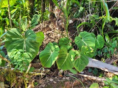 Philodendron gloriosum