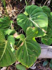 Philodendron gloriosum
