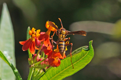 Polistes major major