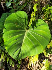 Philodendron gloriosum