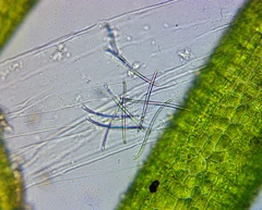 Oligochaeta