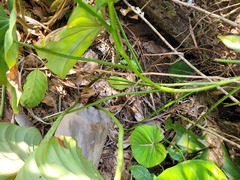 Philodendron gloriosum