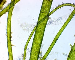 Oligochaeta