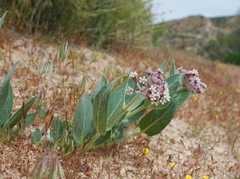 Asclepias vestita