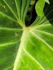 Philodendron gloriosum