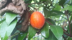 Trichosanthes scabra