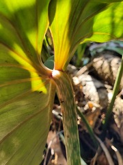 Philodendron gloriosum