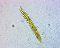 Ochrophyta