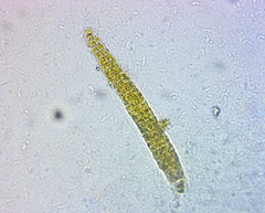 Ochrophyta