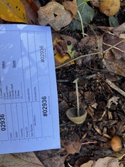 Psathyrella amarescens