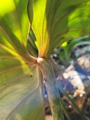 Philodendron gloriosum