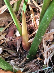 Philodendron gloriosum
