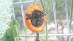 Trichosanthes scabra