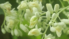 Dalbergia latifolia