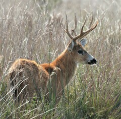 Blastocerus dichotomus