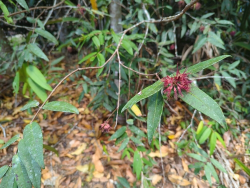 Image of Syzygium wilsonii by (c) Tom Field, some rights reserved (CC BY)