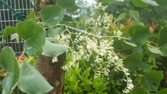 Dalbergia latifolia