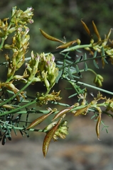 Astragalus bicristatus