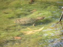 Sternotherus carinatus
