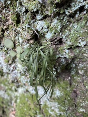 Asplenium flaccidum