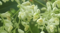 Dalbergia latifolia