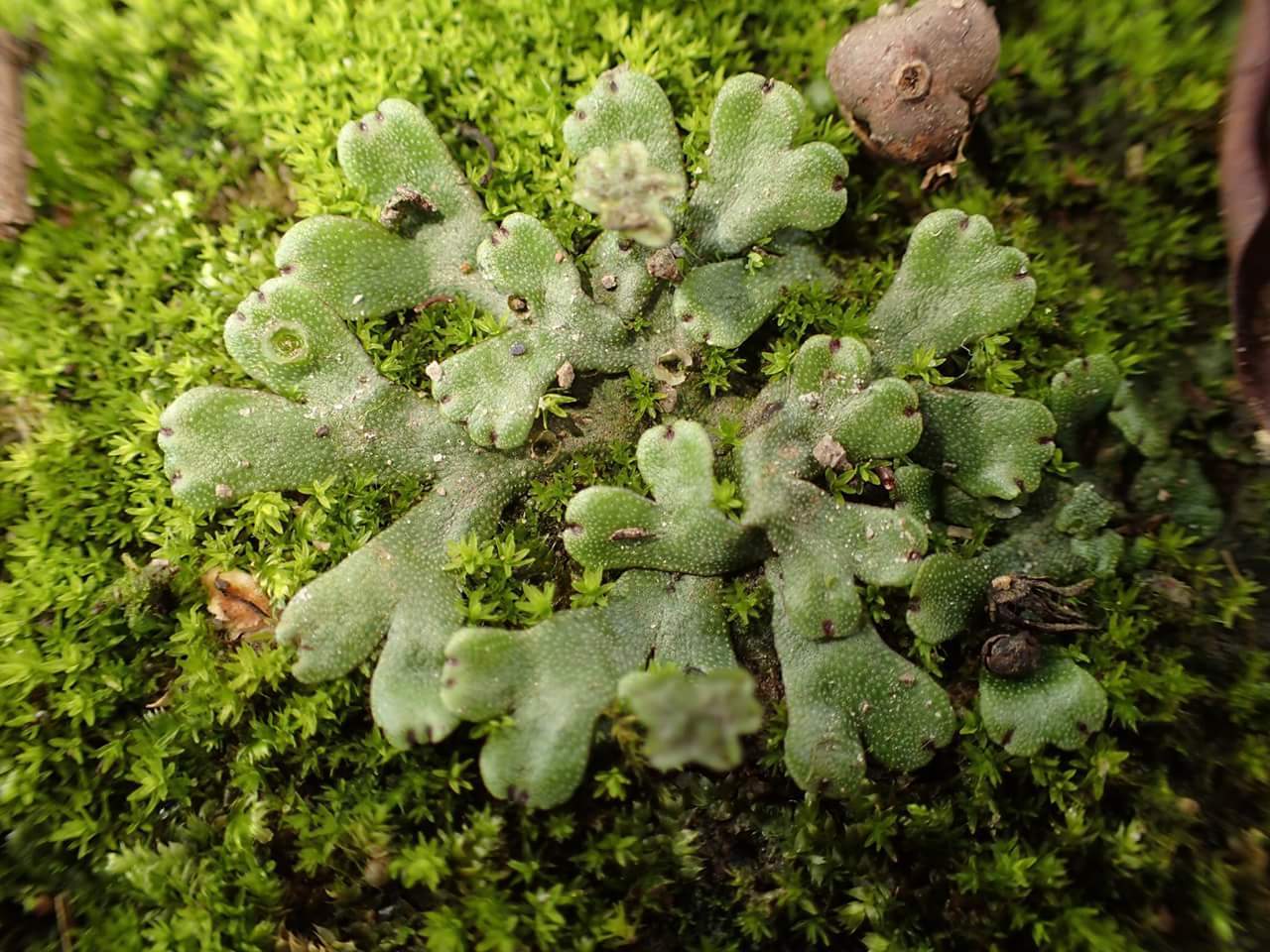 Marchantia emarginata