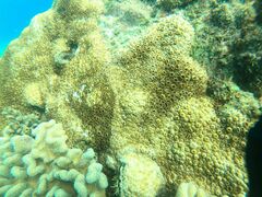 Palythoa tuberculosa