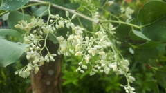 Dalbergia latifolia
