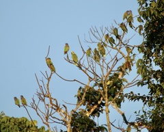 Amazona ochrocephala