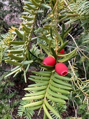 Taxus canadensis