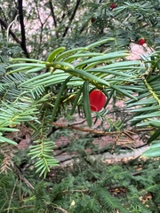 Taxus canadensis
