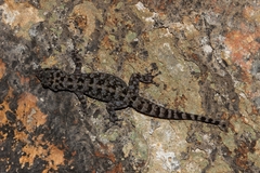 Phyllodactylus lanei