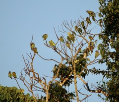 Amazona ochrocephala
