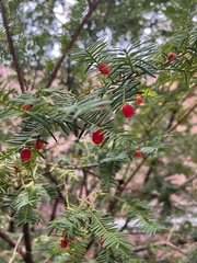 Taxus canadensis