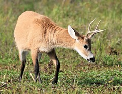 Blastocerus dichotomus
