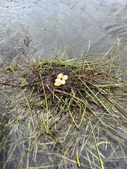 Podilymbus podiceps
