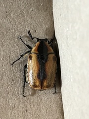 Chondropyga dorsalis