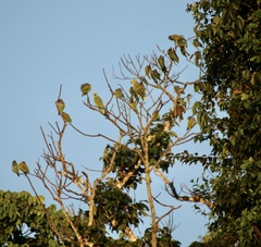 Amazona ochrocephala