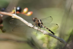 Erythemis plebeja
