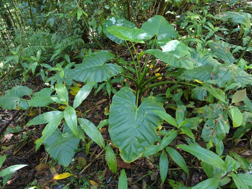 Alocasia brisbanensis