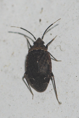 Peritropis