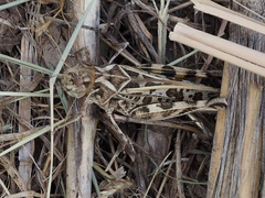 Hippiscus ocelote