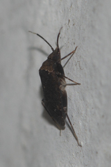 Peritropis