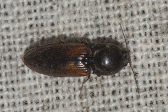 Cardiophorinae