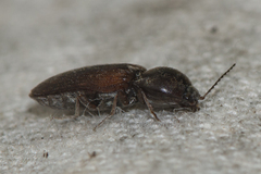 Cardiophorinae