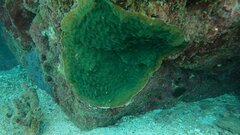 Mycedium elephantotus