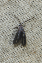 Drosicha mangiferae