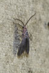 Drosicha mangiferae